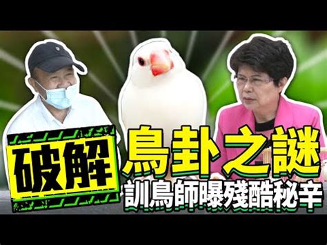 龜鳥卦破解|【龜鳥卦破解】龜鳥卦破解：揭露算命背後鮮為人知的黑暗。